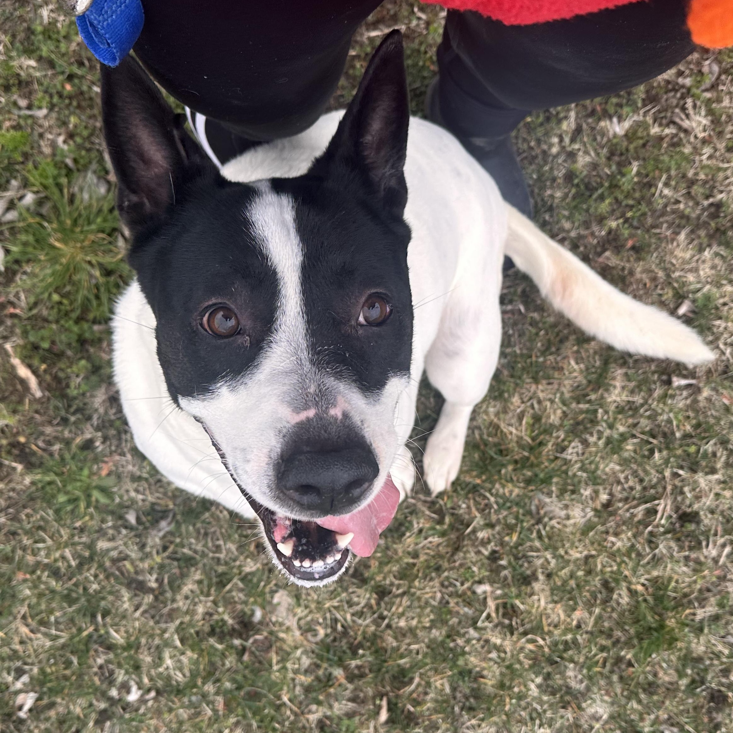 Enlarge Patusa , an adopted mixed breed in Hermiston, OR image 1/4