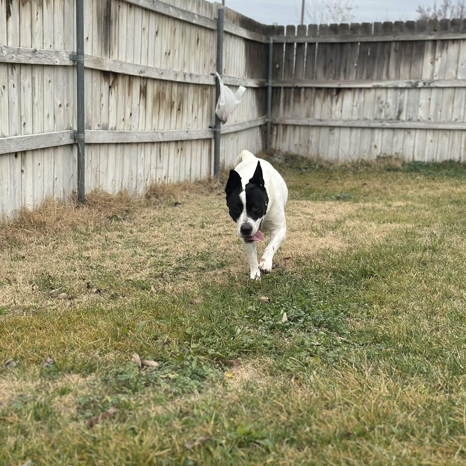 Enlarge Patusa , an adopted mixed breed in Hermiston, OR image 3/4
