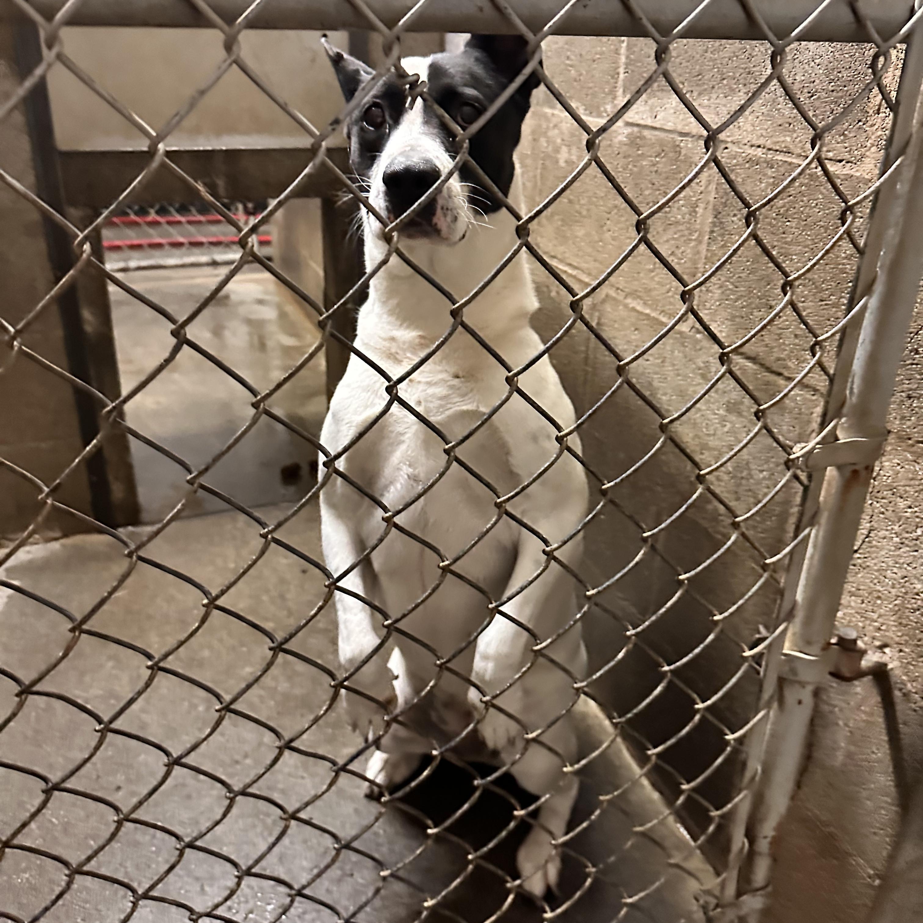Enlarge Patusa , an adopted mixed breed in Hermiston, OR image 2/4