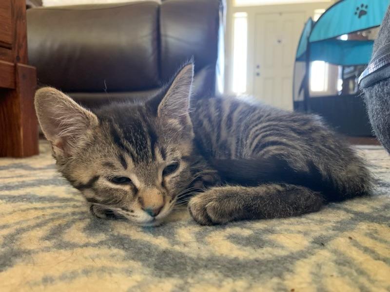 Brick, a ADOPTABLE Tabby in Pasco, WA image 4/5