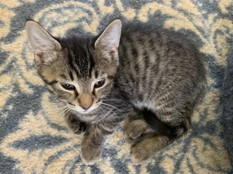 Brick, a ADOPTABLE Tabby in Pasco, WA image 3/5
