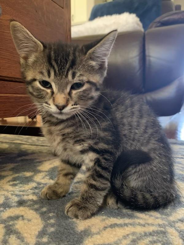 Brick, a ADOPTABLE Tabby in Pasco, WA image 5/5