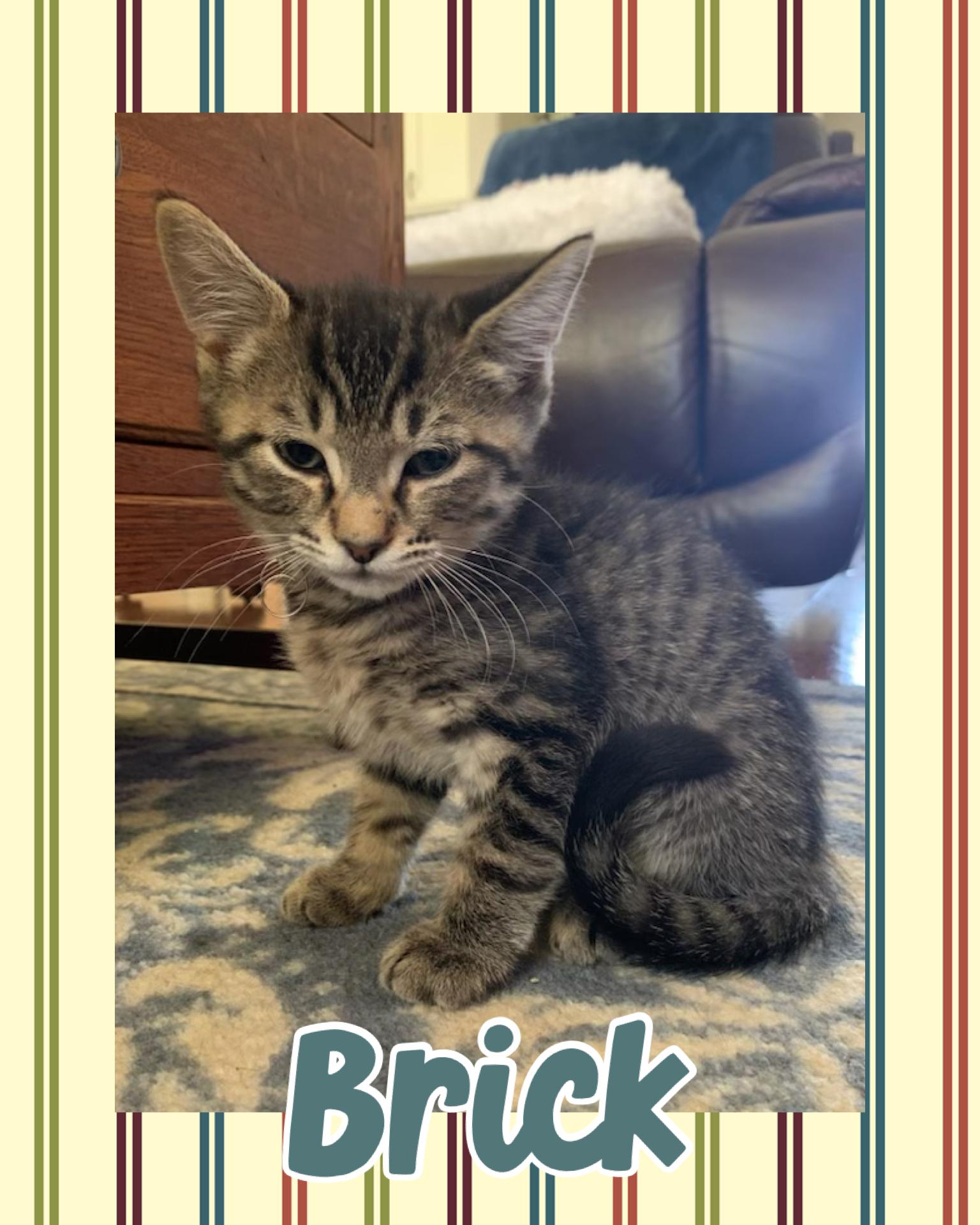 Brick, ADOPTABLE, Kitten Male Tabby.