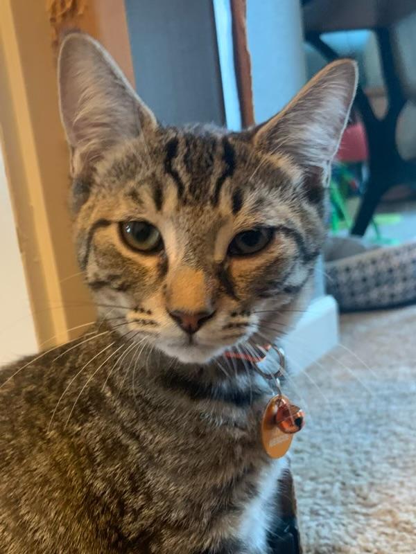Brick, a ADOPTABLE Tabby in Pasco, WA image 3/5