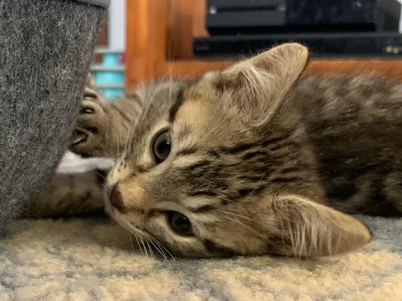 Brick, a ADOPTABLE Tabby in Pasco, WA image 2/5