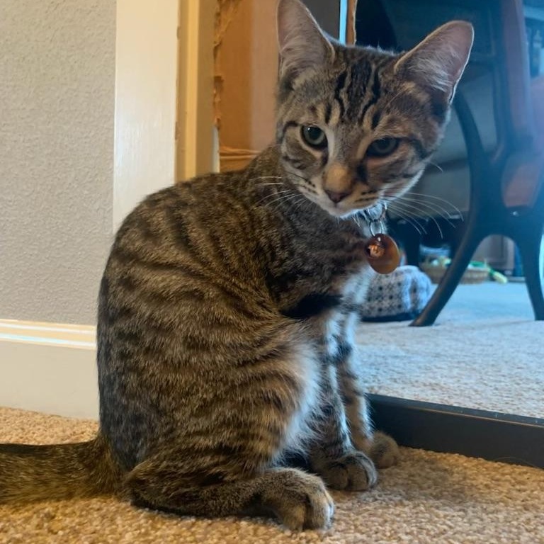 Brick, a ADOPTABLE Tabby in Pasco, WA image 5/5