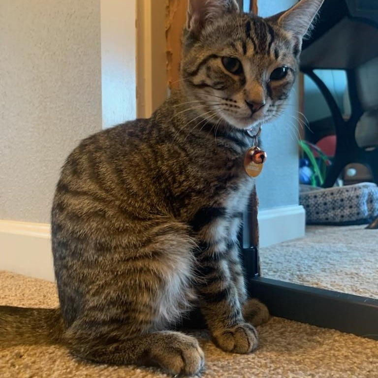 Brick, a ADOPTABLE Tabby in Pasco, WA image 4/5