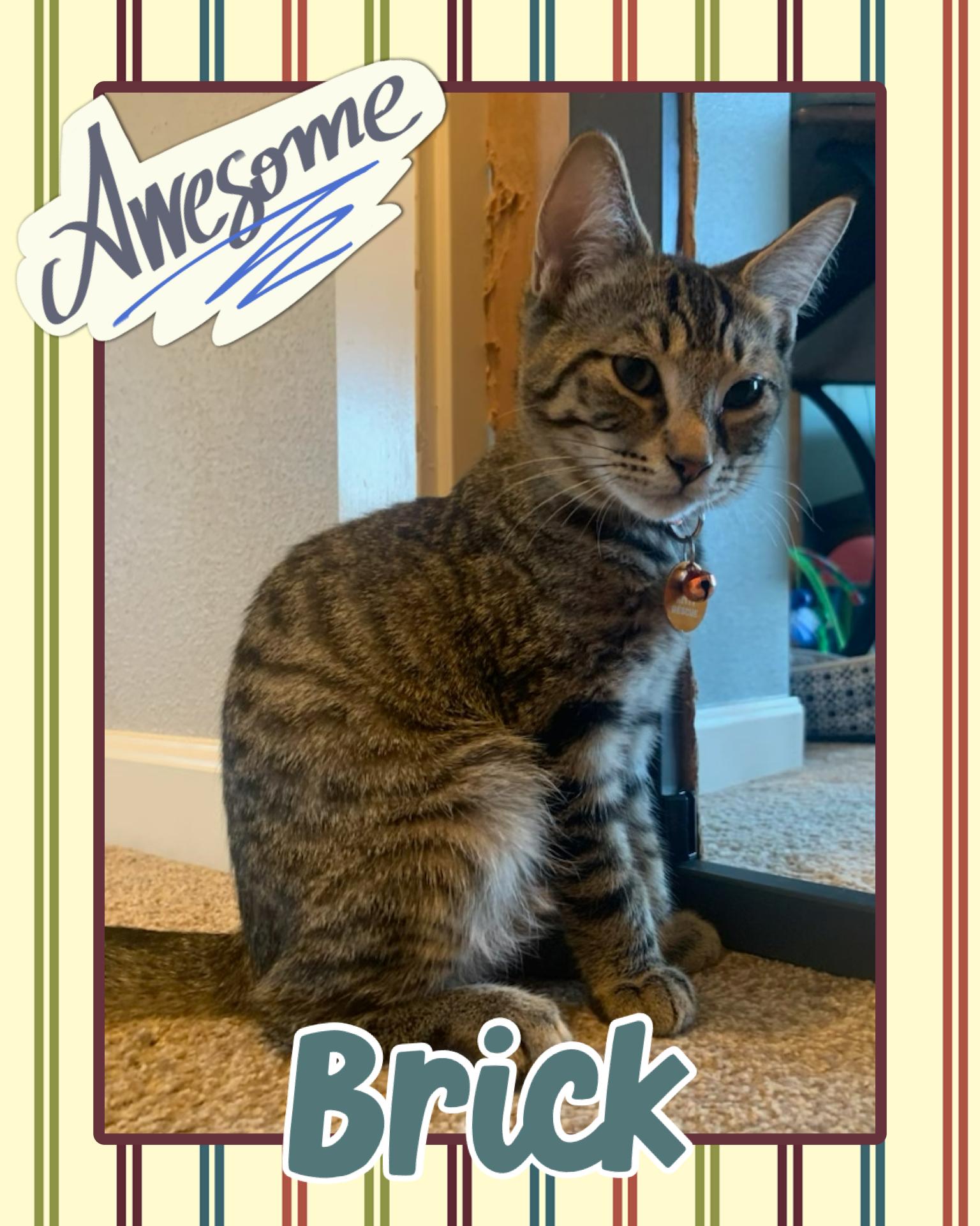 Brick, ADOPTABLE, Kitten Male Tabby.