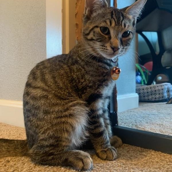 Brick, a ADOPTABLE Tabby in Pasco, WA image 2/5