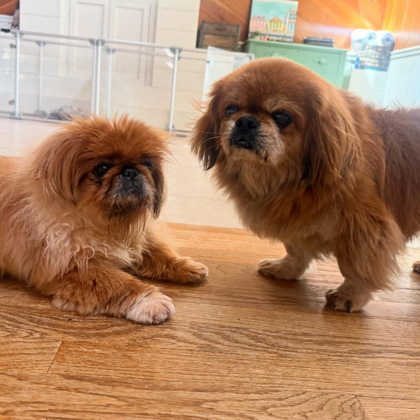Toshi and Lilli, a ADOPTABLE Pekingese in Foster, RI image 4/6