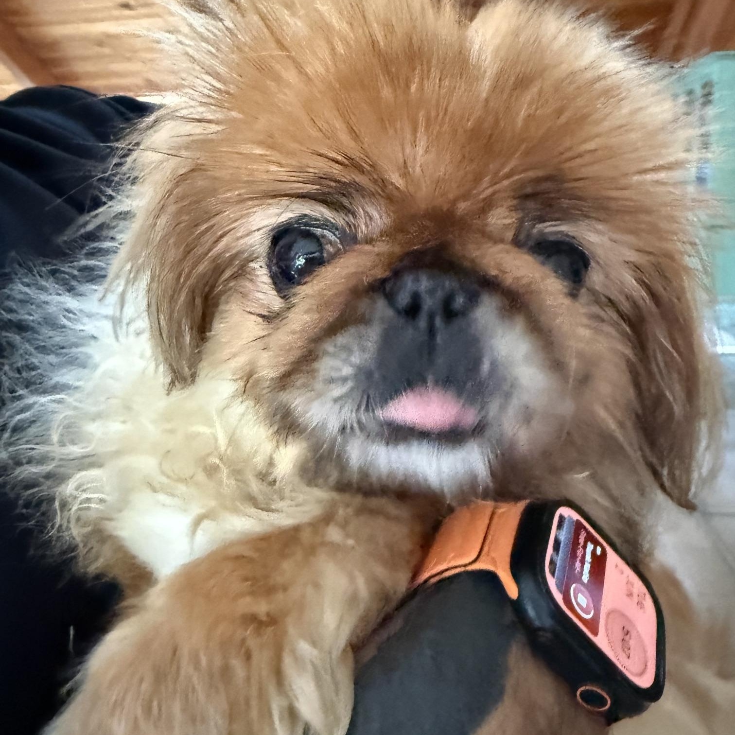 Toshi and Lilli, a ADOPTABLE Pekingese in Foster, RI image 5/6