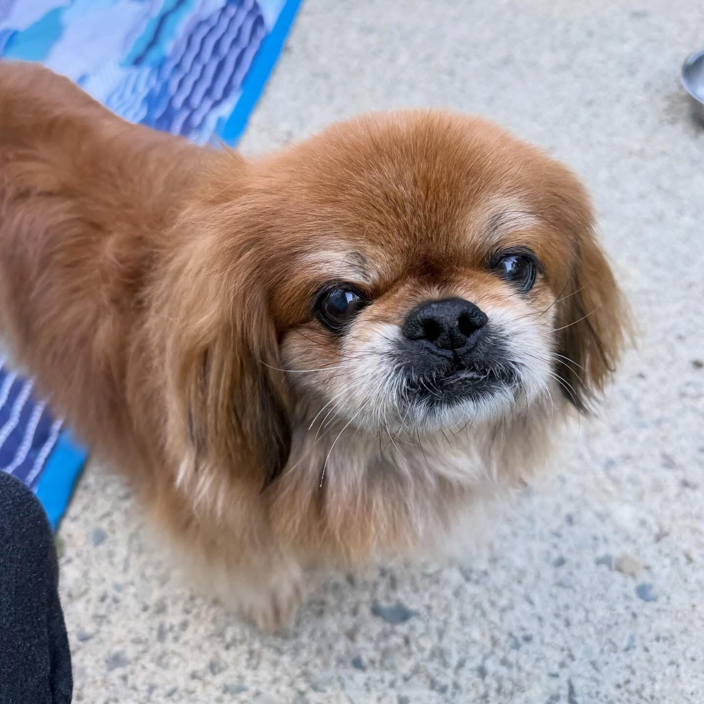 Toshi and Lilli, a ADOPTABLE Pekingese in Foster, RI image 6/6