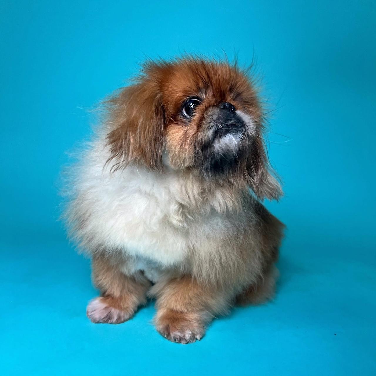 Toshi and Lilli, a ADOPTABLE Pekingese in Foster, RI image 2/6