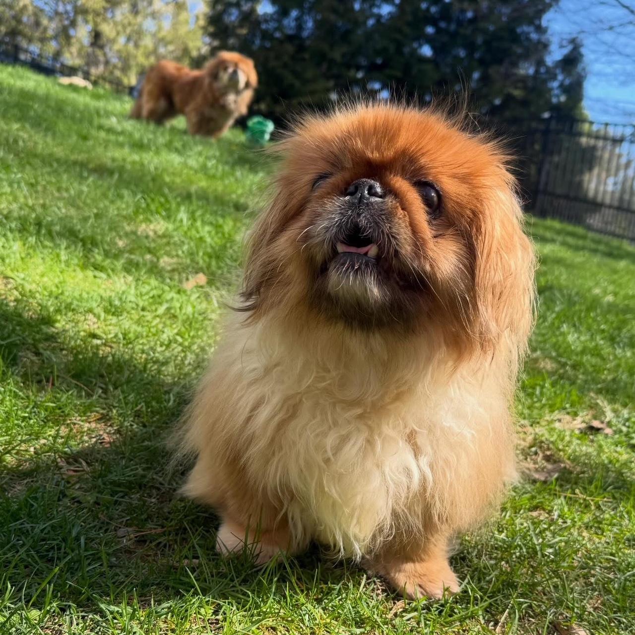 Toshi and Lilli, a ADOPTABLE Pekingese in Foster, RI image 3/6