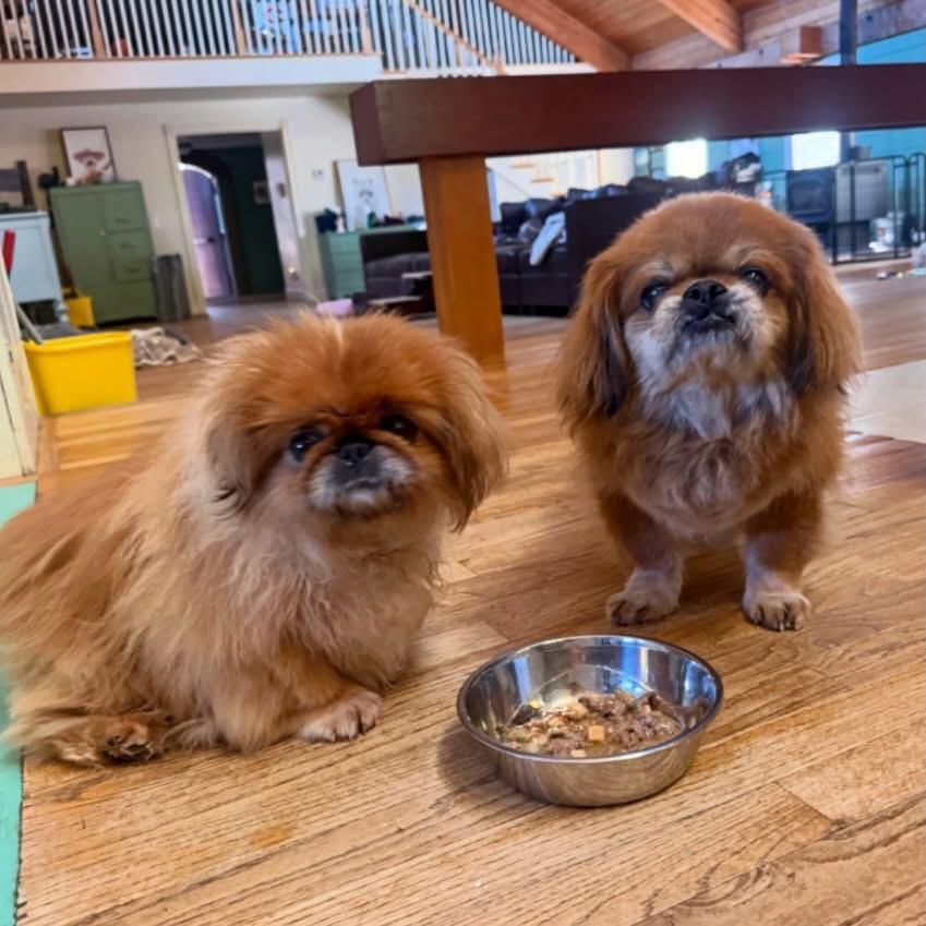 Toshi and Lilli, a ADOPTABLE Pekingese in Foster, RI image 1/6