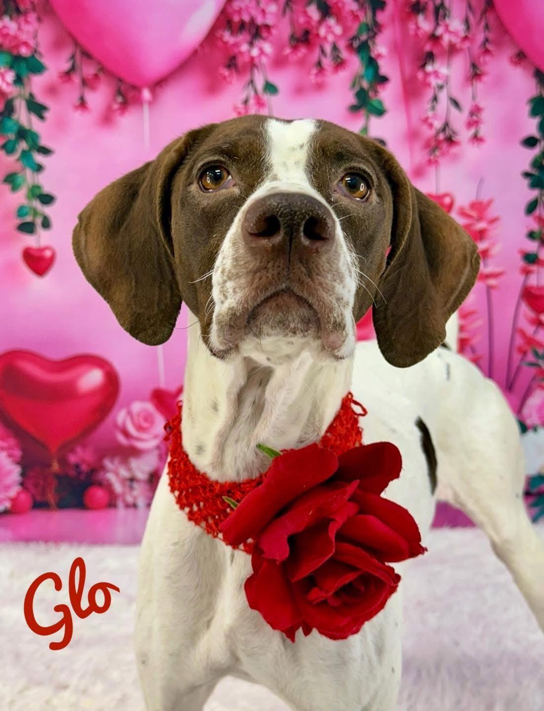 Glo, ADOPTABLE, Adult Female Pointer.
