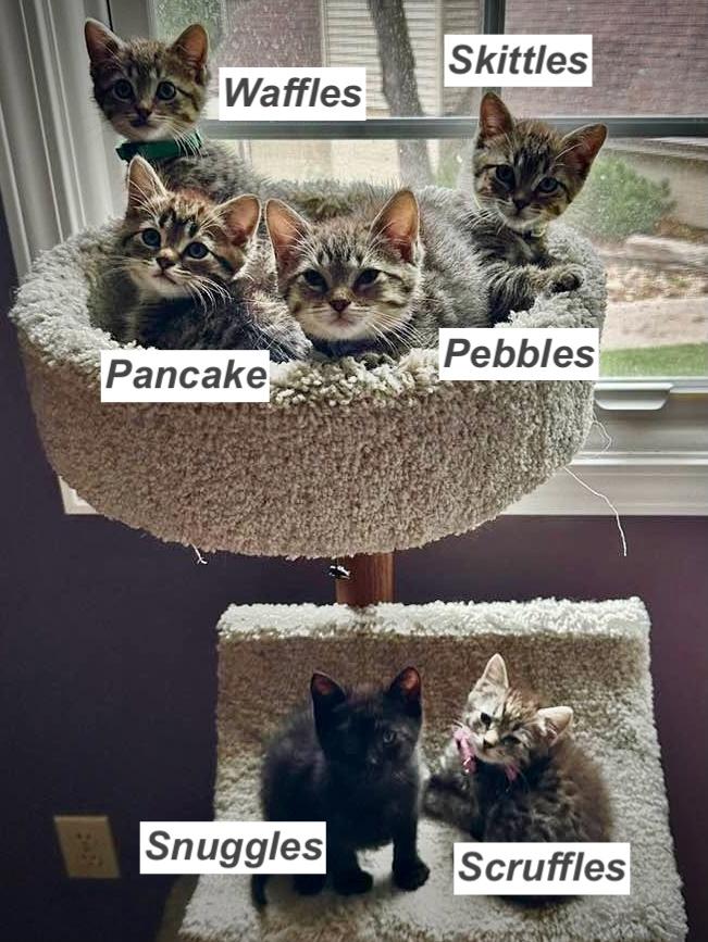 Enlarge Rosey's Babies, a ADOPTABLE Domestic Short Hair in Unionville, MO image 1/1