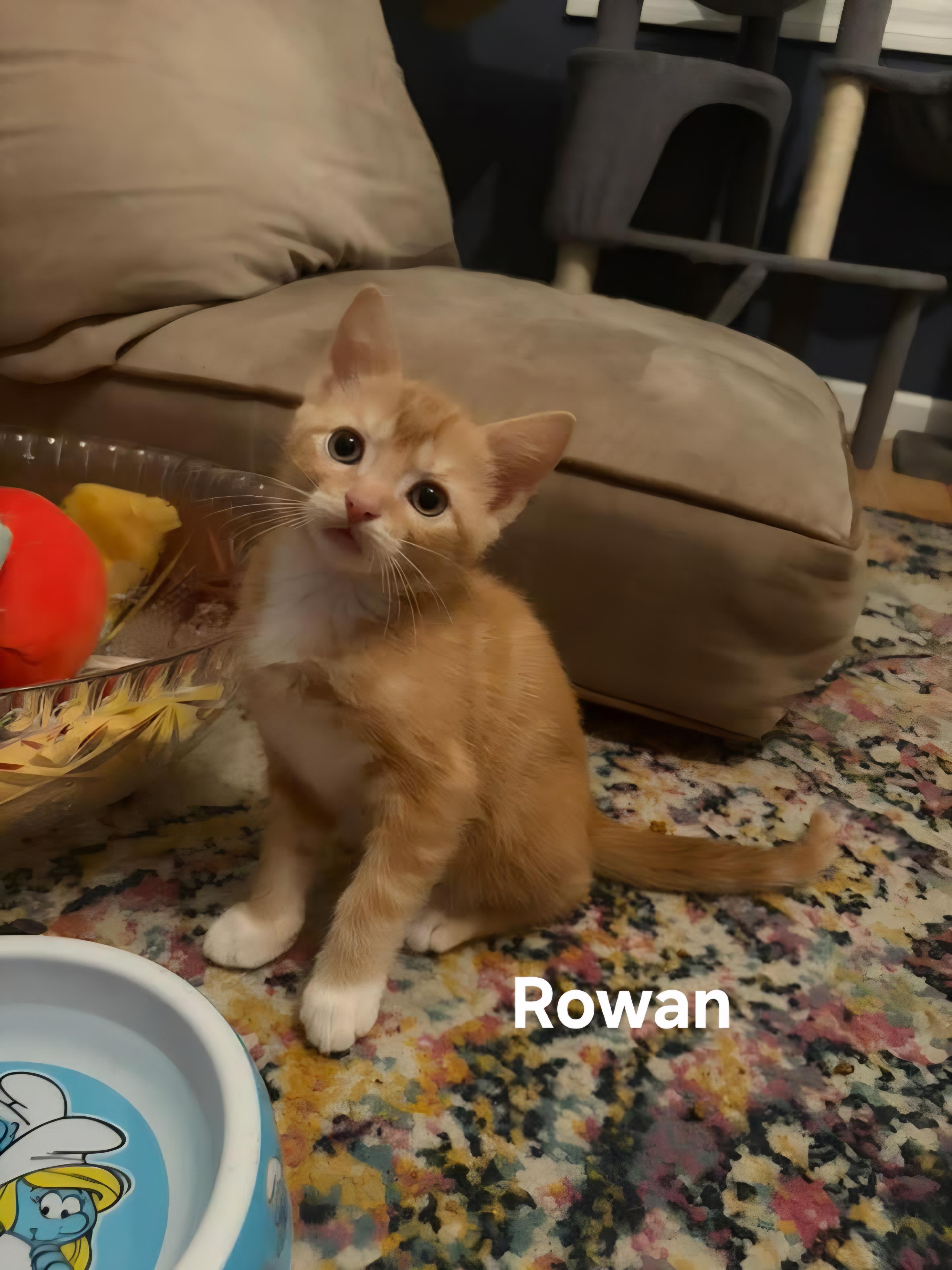 Rowan, adopted, Kitten Male Domestic Short Hair.