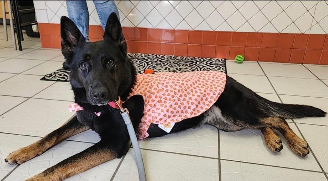 Ariel, Adoptable, Adult Female Belgian Shepherd / Malinois.