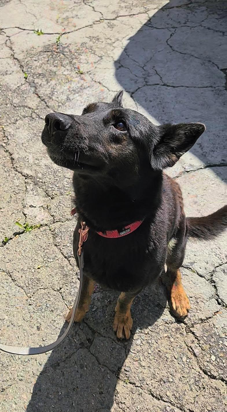 Ariel, a Adoptable mixed breed in rowland heights, CA image 2/4