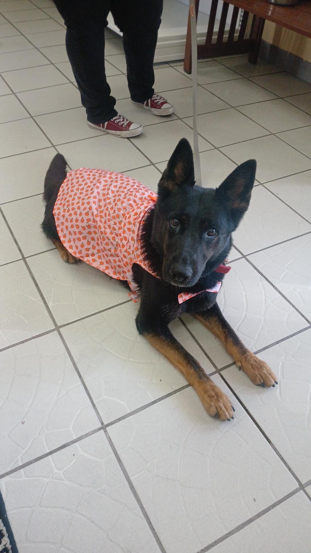 Ariel, a Adoptable mixed breed in rowland heights, CA image 3/4