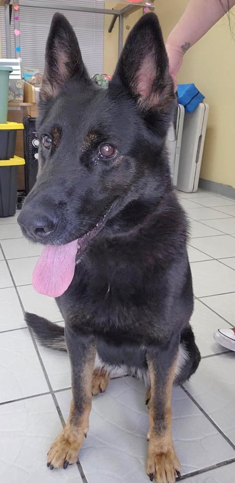 Ariel, a Adoptable mixed breed in rowland heights, CA image 4/4