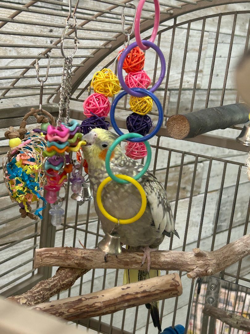 Enlarge Charlie, a Adoptable Cockatiel in KISSIMMEE, FL image 2/4