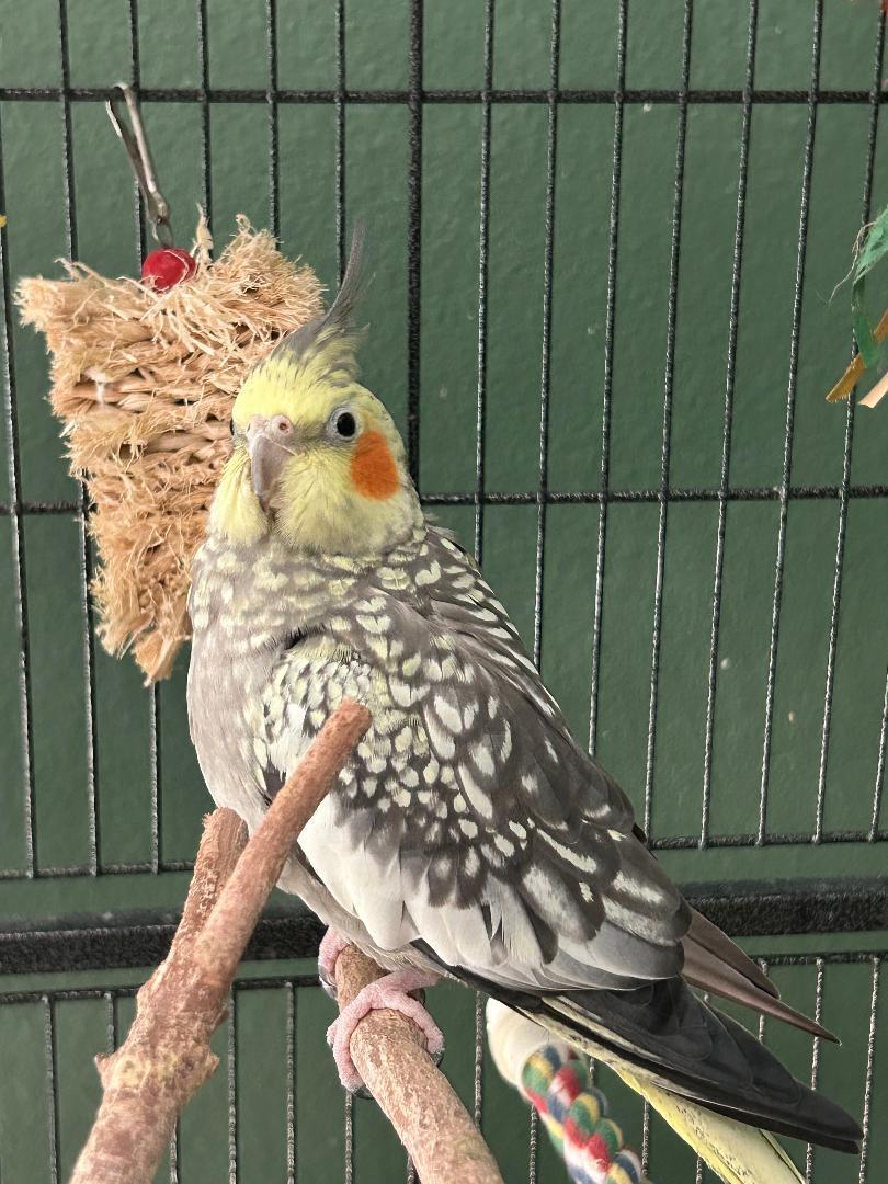 Enlarge Charlie, a Adoptable Cockatiel in Tampa, FL image 6/6