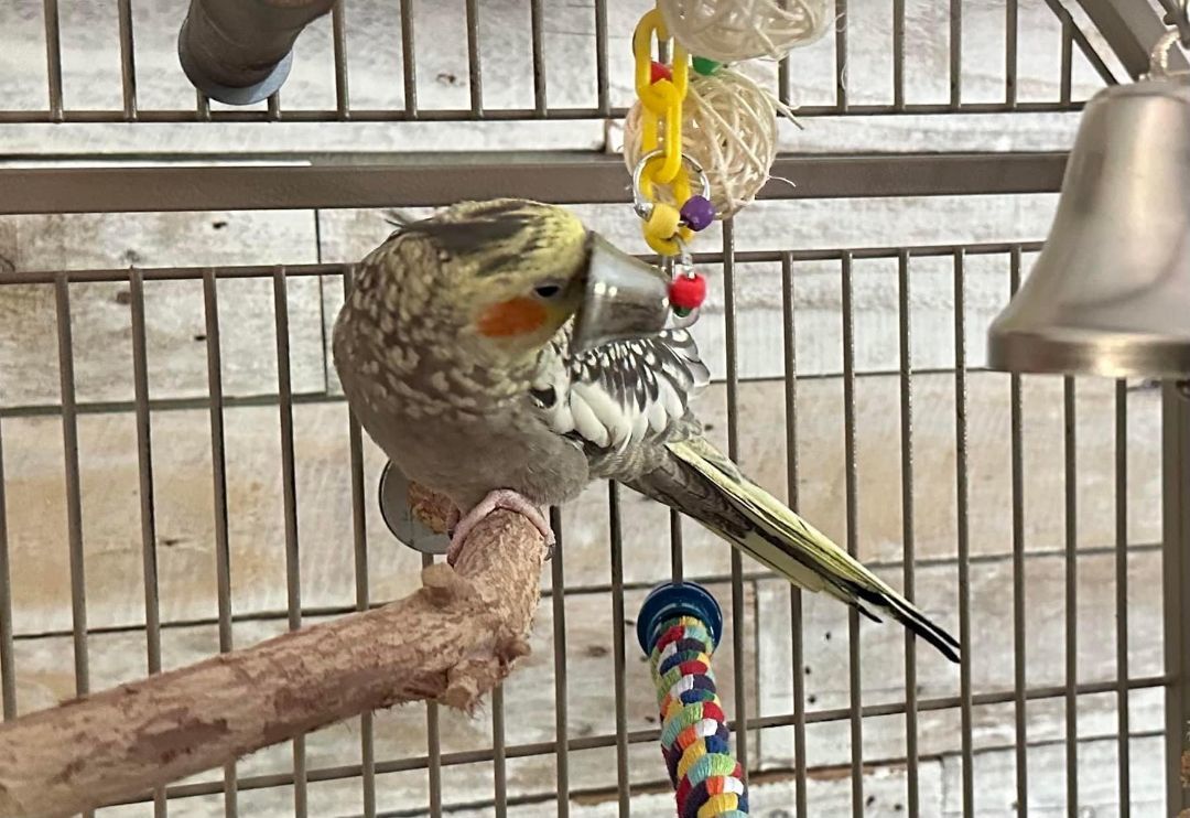 Enlarge Charlie, a Adoptable Cockatiel in KISSIMMEE, FL image 3/4