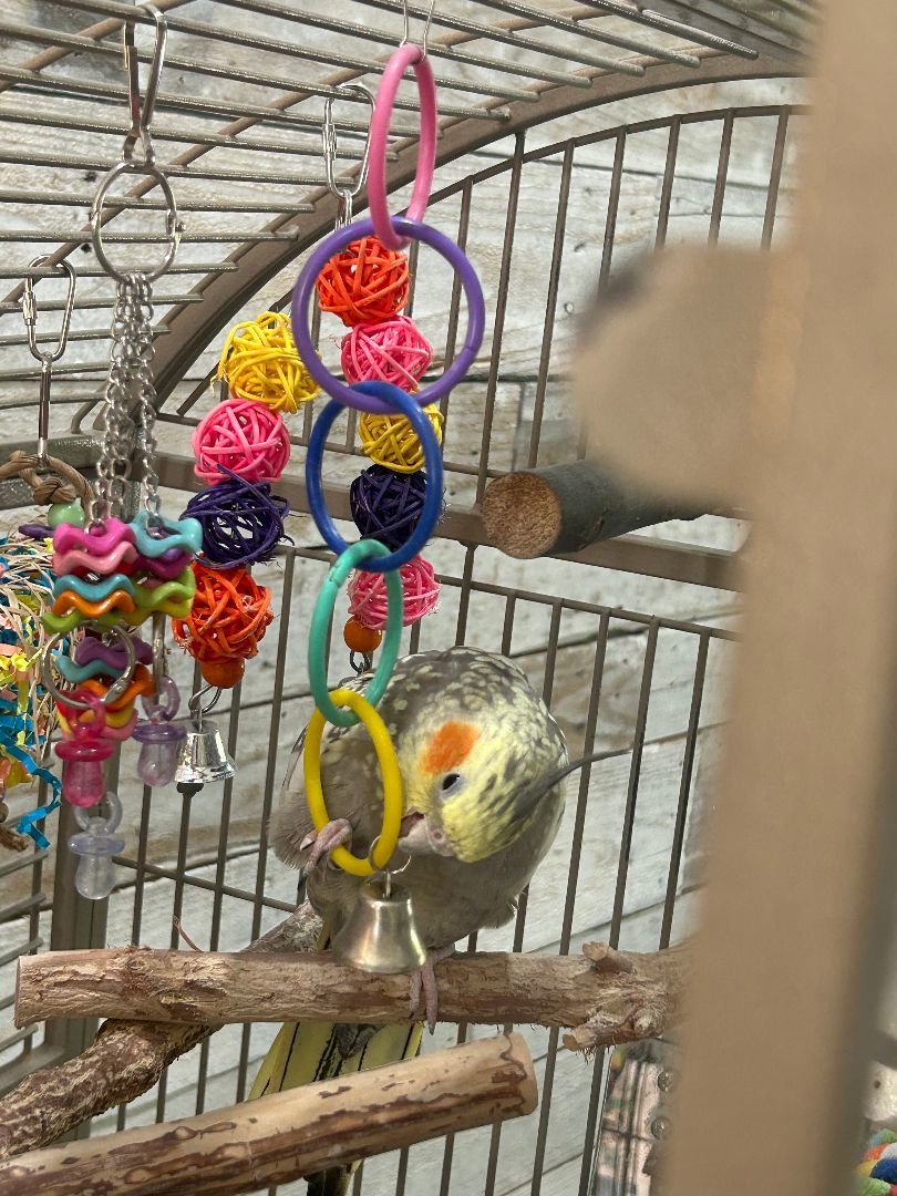 Enlarge Charlie, a Adoptable Cockatiel in KISSIMMEE, FL image 4/4