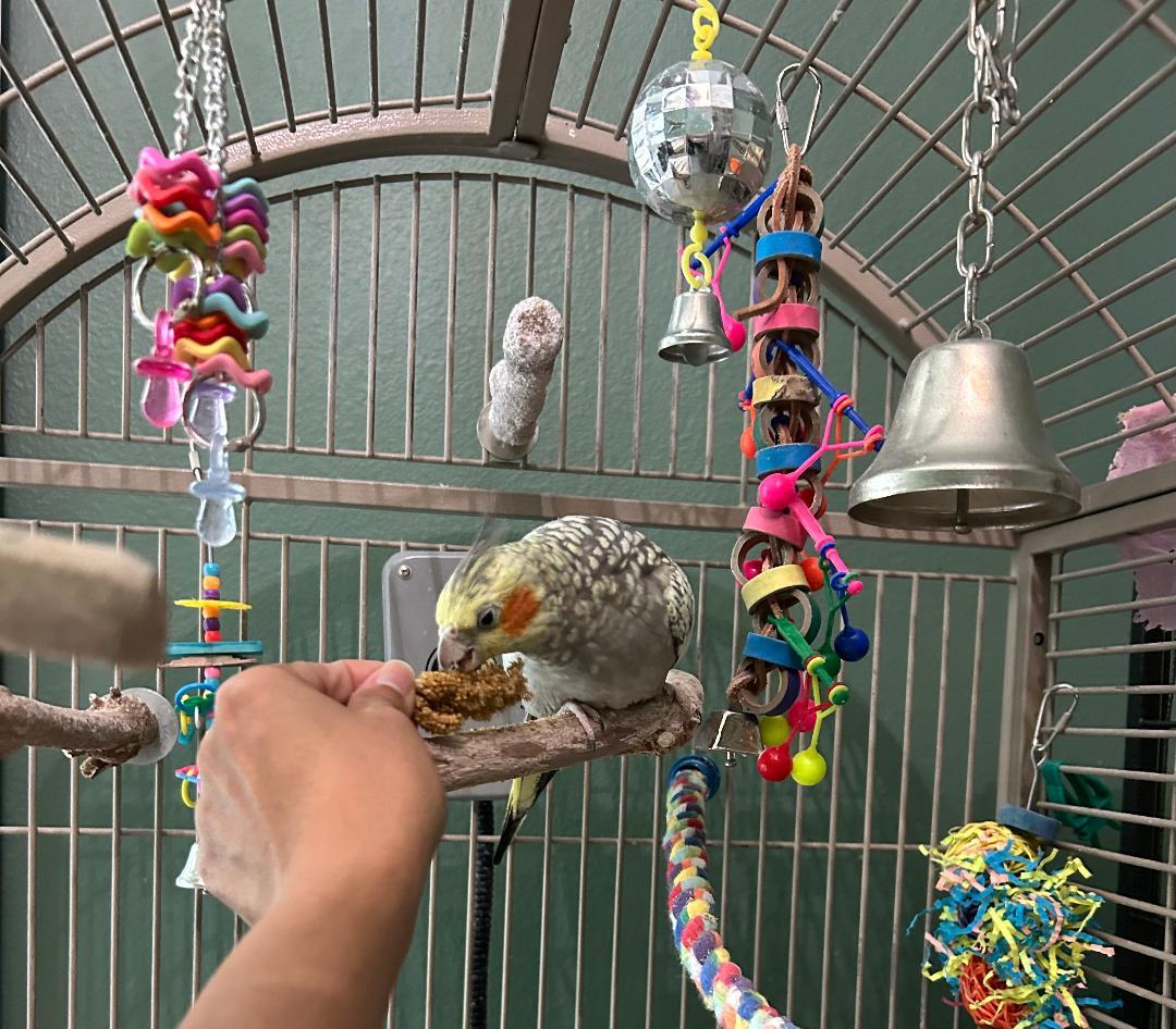 Enlarge Charlie, a Adoptable Cockatiel in Tampa, FL image 5/6