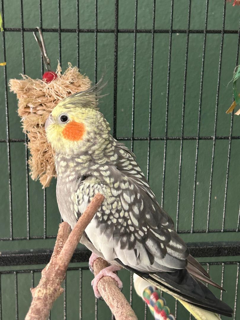 Enlarge Charlie, a Adoptable Cockatiel in Tampa, FL image 4/6