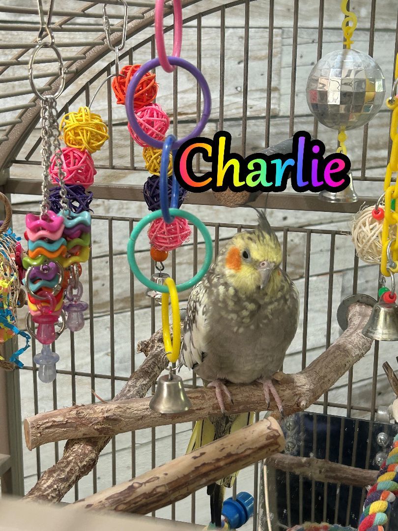 Enlarge Charlie, a Adoptable Cockatiel in KISSIMMEE, FL image 1/4