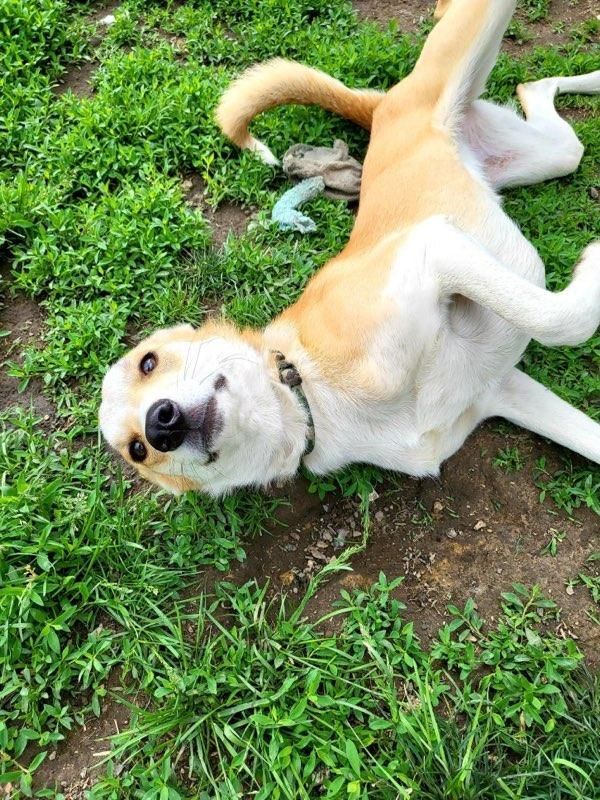 Charlene, a Adoptable mixed breed in New Kensington, PA image 6/7