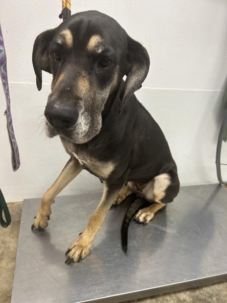 Sophie, Adoptable, Adult Female Great Dane & Hound.
