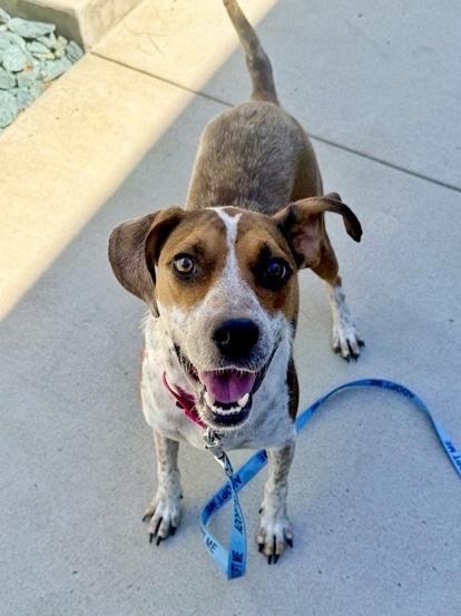 MABLE, Adoptable, Young Female Hound & Mixed Breed.