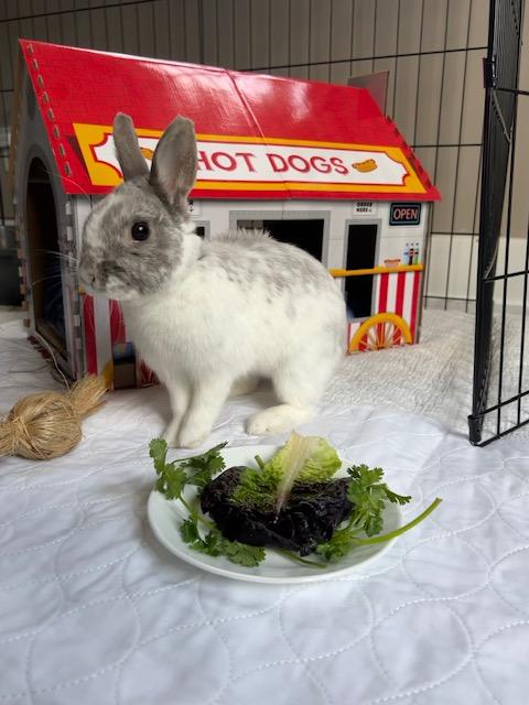 Tucker, ADOPTABLE, Adult Male Dwarf.