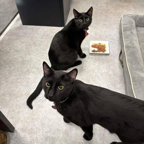 Edward, Adoptable, Young Male Domestic Short Hair.