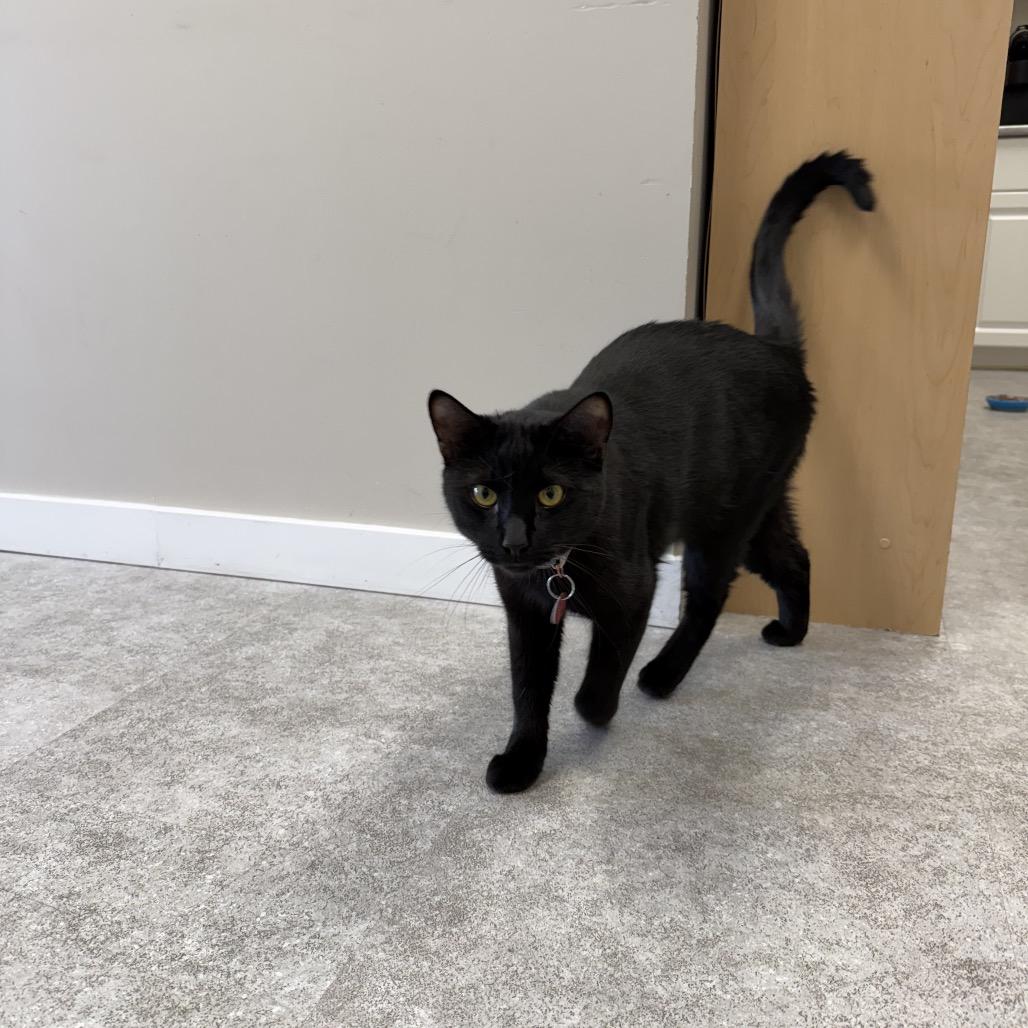 Enlarge Edward, a Adoptable Domestic Short Hair in Calgary, AB image 2/6