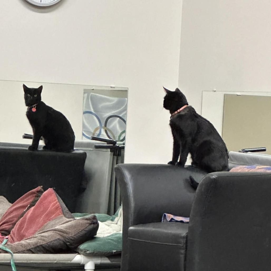 Enlarge Edward, a Adoptable Domestic Short Hair in Calgary, AB image 3/4