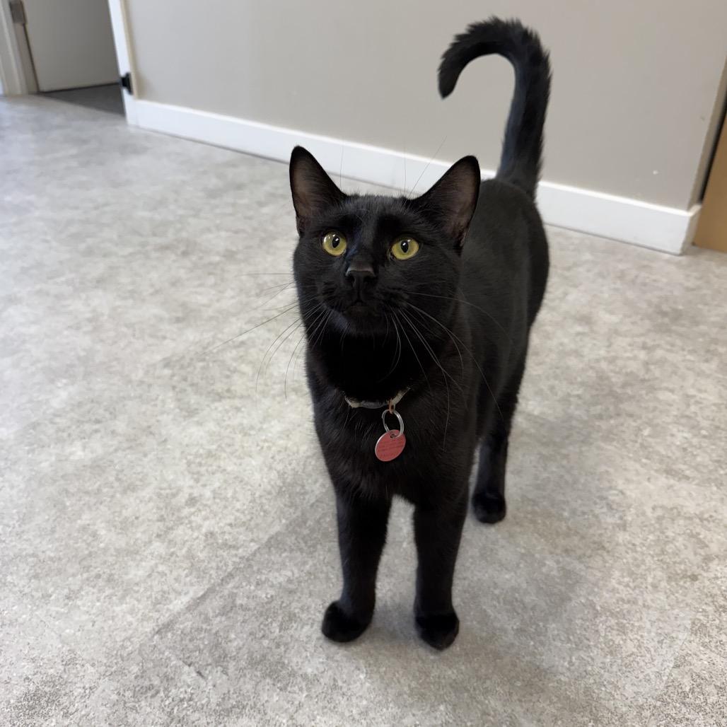 Enlarge Edward, a Adoptable Domestic Short Hair in Calgary, AB image 5/6