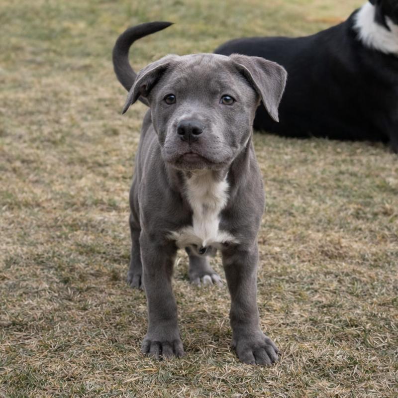 913 (2025) Forrest, Adoptable, Puppy Male Pit Bull Terrier.