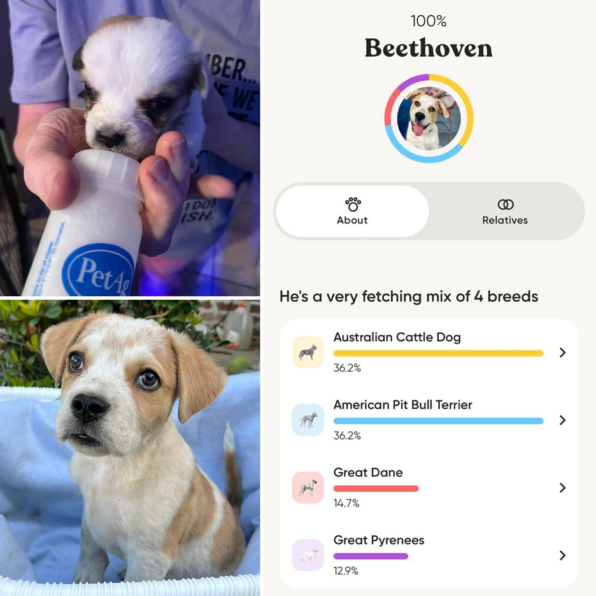 Beethoven, an adopted mixed breed in Allentown, PA image 6/6