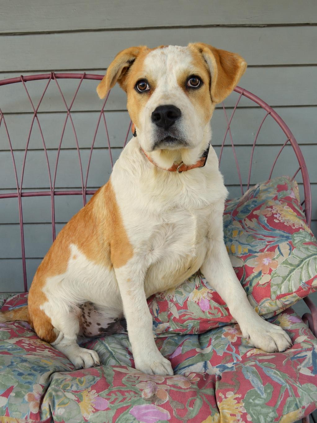 Beethoven, an adopted mixed breed in Allentown, PA image 2/6