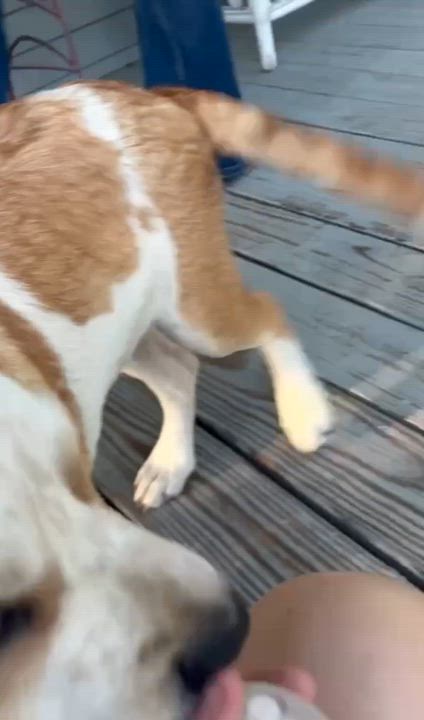 Enlarge Beethoven, an adopted mixed breed in Allentown, PA video 5/6