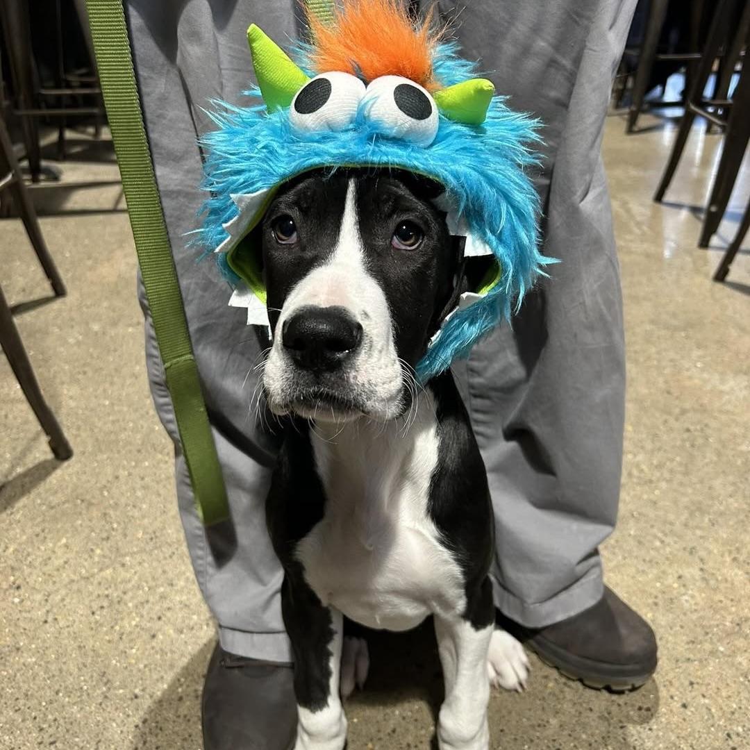 Enlarge Maude, an adopted Great Dane in Prior Lake, MN image 4/6