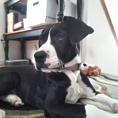 Enlarge Maude, an adopted Great Dane in Prior Lake, MN image 3/6