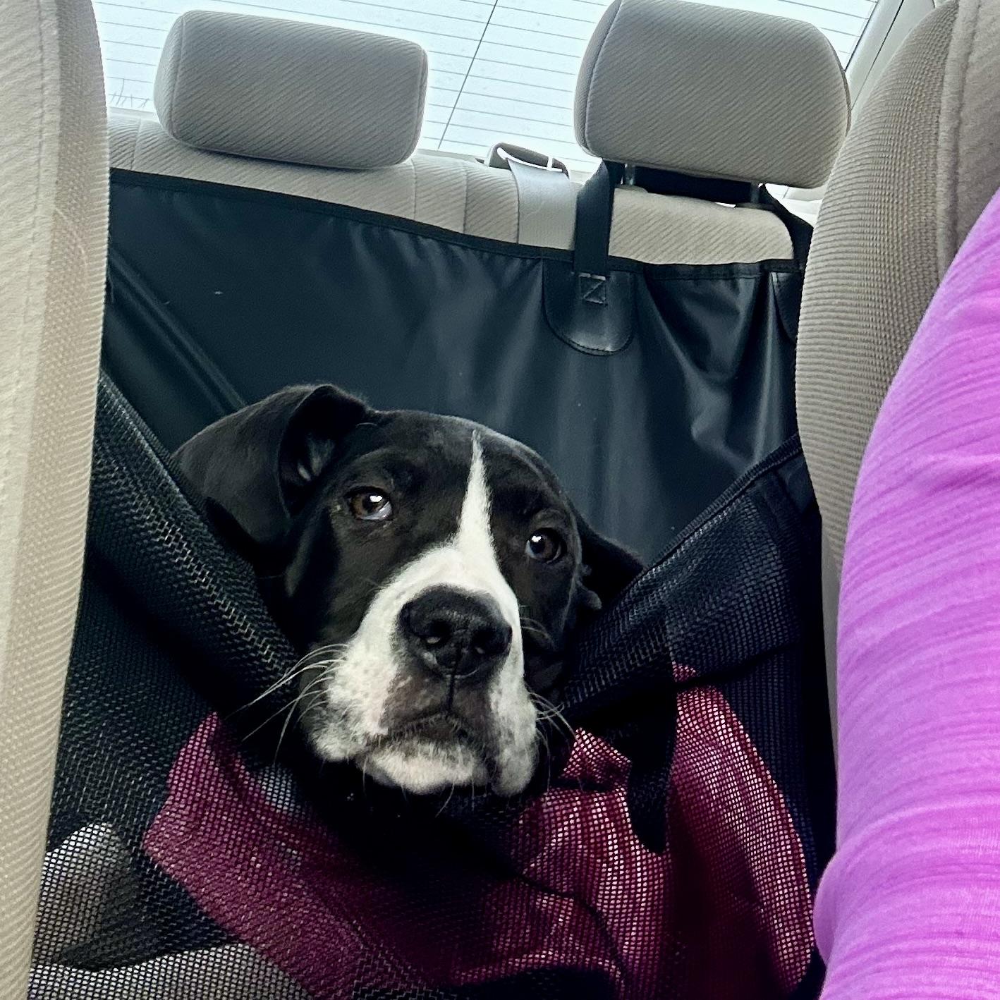 Enlarge Maude, an adopted Great Dane in Prior Lake, MN image 2/6