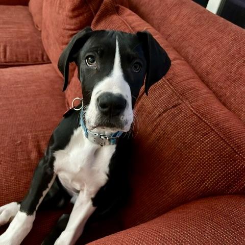 Enlarge Maude, an adopted Great Dane in Prior Lake, MN image 1/6