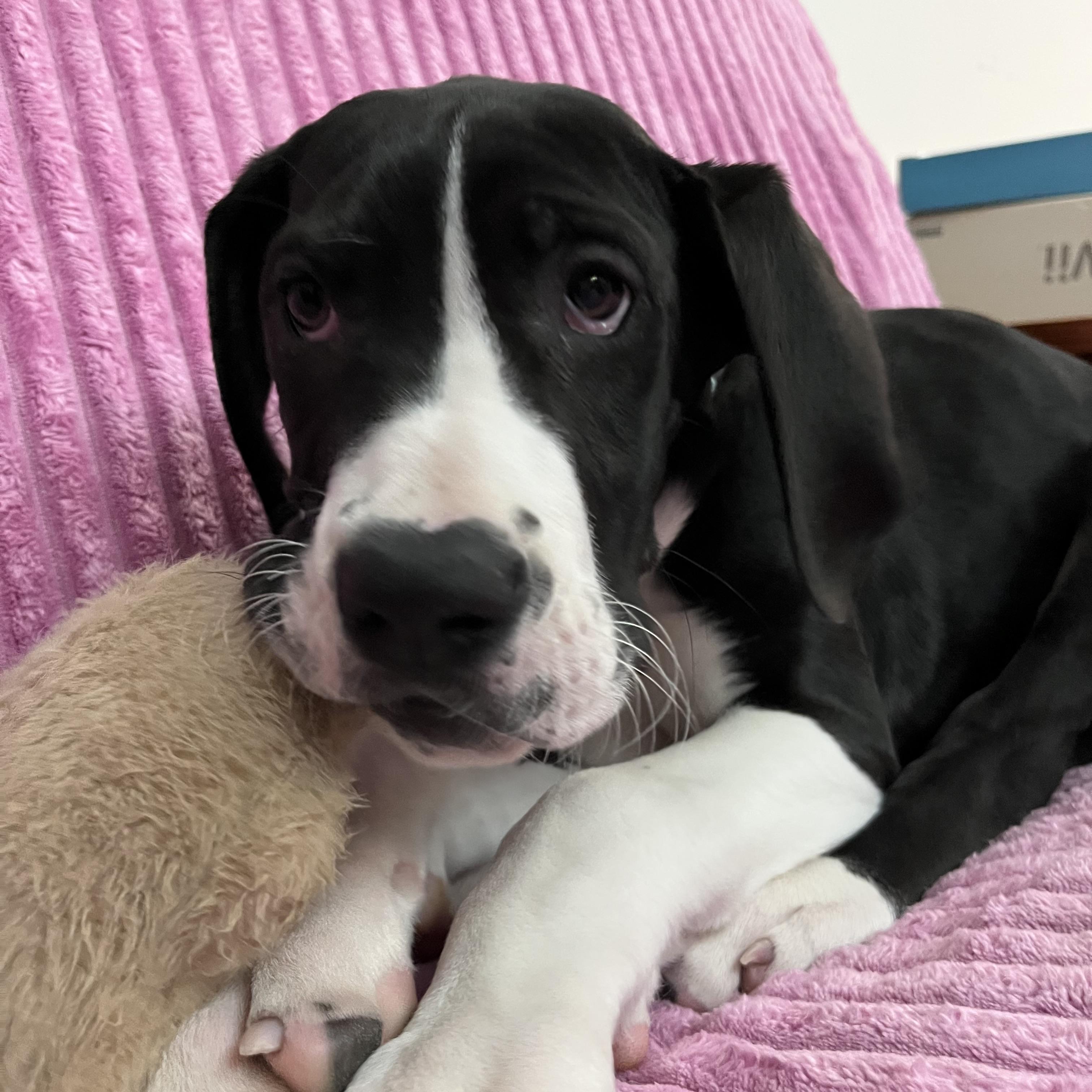 Enlarge Maude, an adopted Great Dane in Prior Lake, MN image 6/6